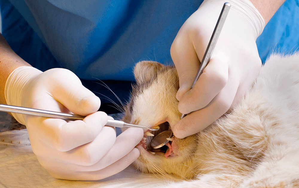 pet dental care