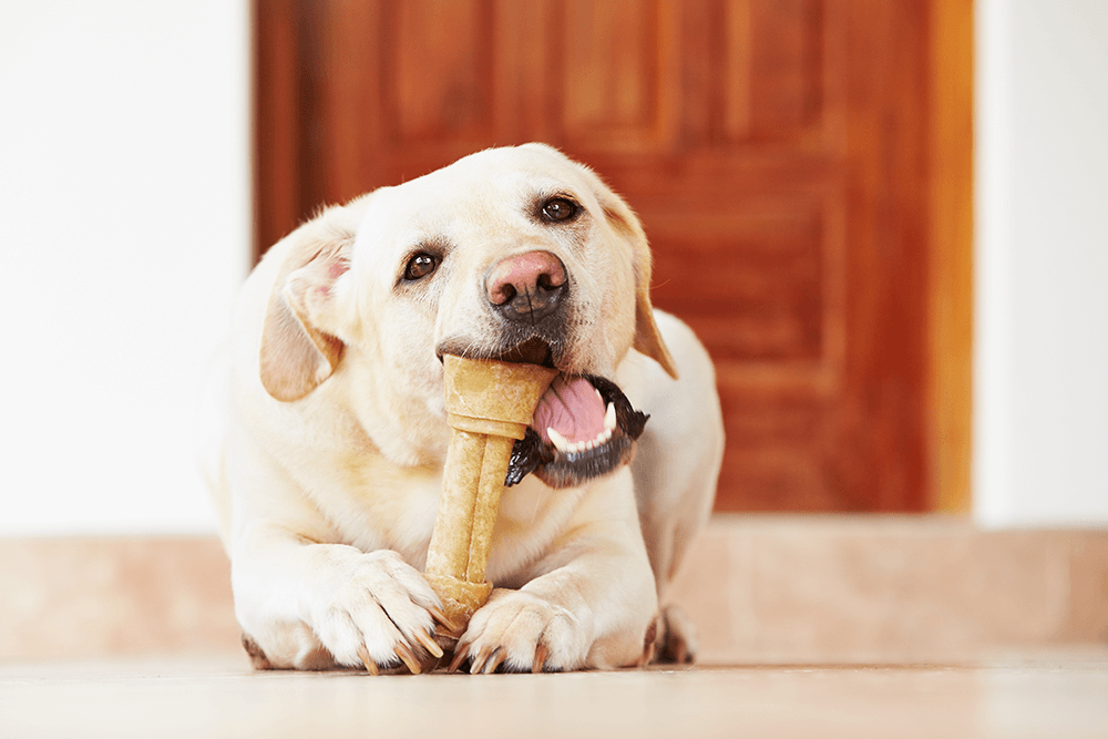 pet dental care