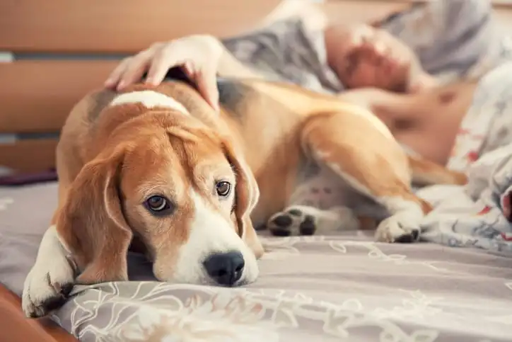 Pet Dermatology