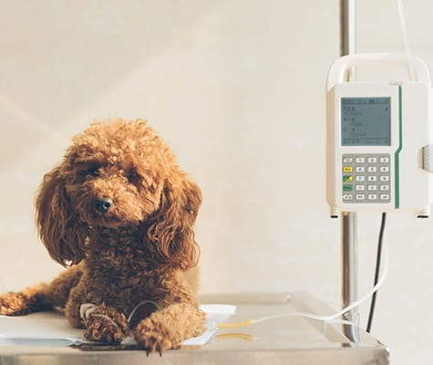 Pet Surgery