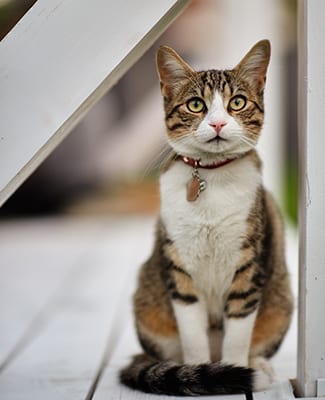 Pet Vaccinations in St. Paul: Sitting cat