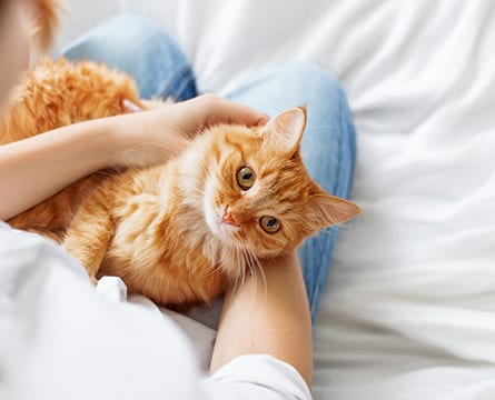 Pet Microchipping