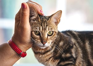 Pet Dermatology