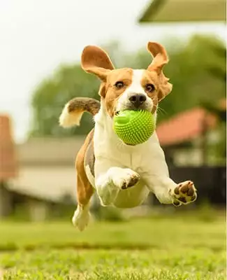 Pet Vaccinations in St. Paul: Dog running with ball