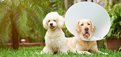 Pet Surgery