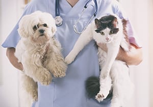 Vet with dog and cat Vet with dog and cat in his hands