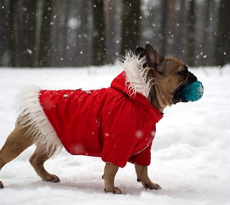 French bulldog in red jacket on the walk in forest
