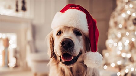 Cheerful dog labrador is sitting in Santa Claus hat. Merry Christmas and Happy New Year! Cheerful dog labrador is sitting in Santa Claus hat. Golden retriever is waiting for the holiday at home.