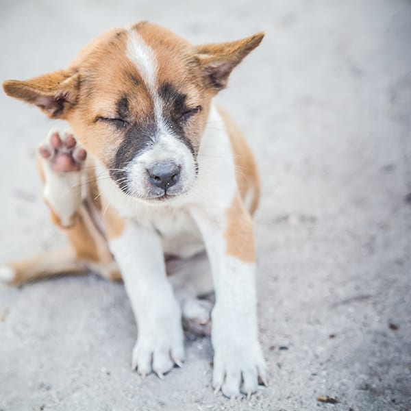 1 Small dog scratching itself: Pet Parasite Prevention in St. Paul