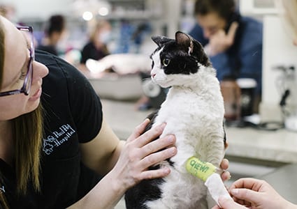 bandaged-cat-at-st-paul-pet-hospital bandaged-cat-at-st-paul-pet-hospital