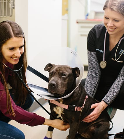 dog-post-surgery-at-st-paul-pet-hospital