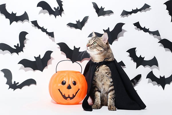 Fall & Halloween Pet Safety in St. Paul: A Cat Dressed as a Vampire for Halloween