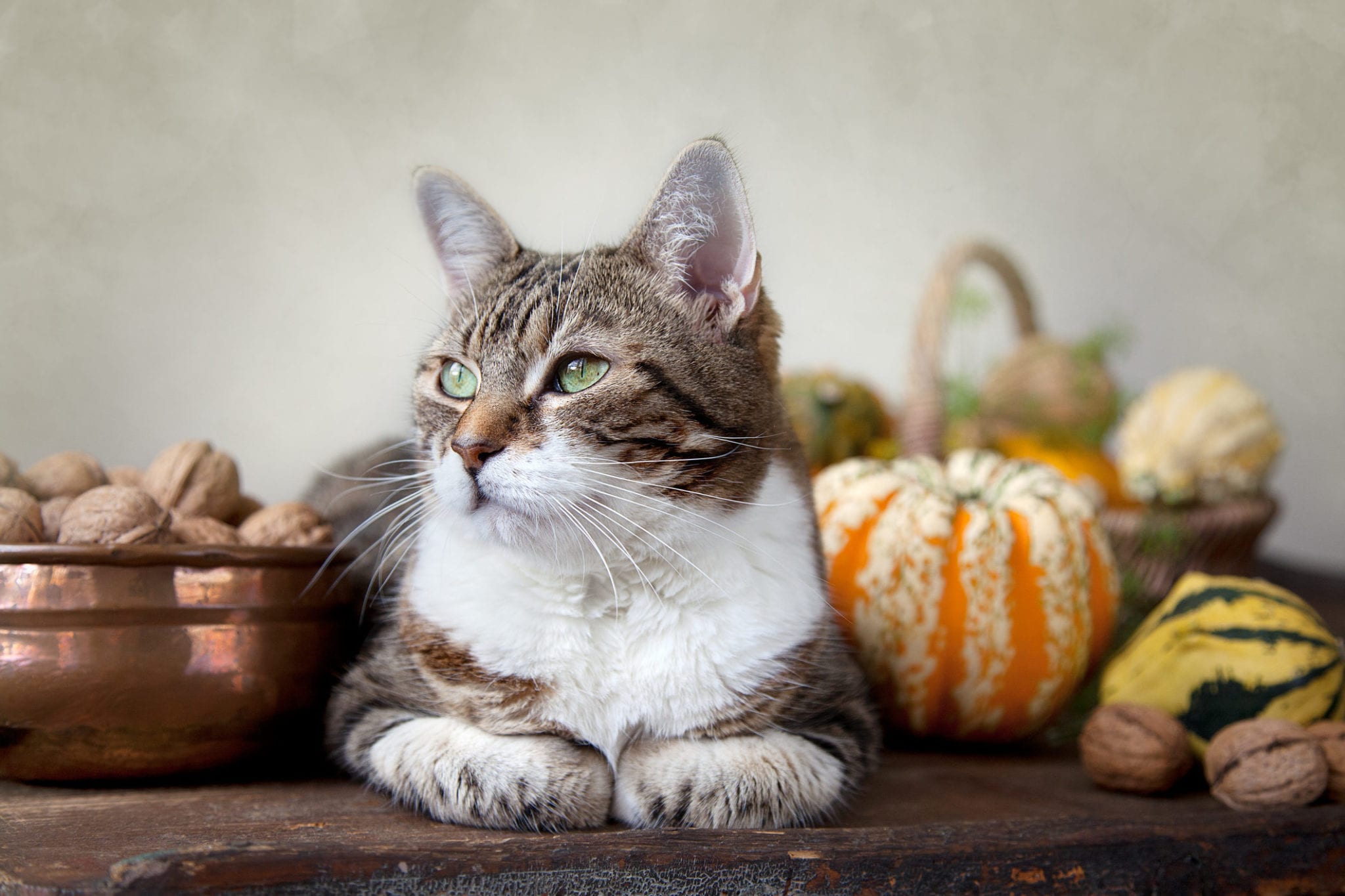 Autumn Cat Thanksgiving Pet Safety in St. Paul: A Cat Sitting Next to Gourds and Nuts