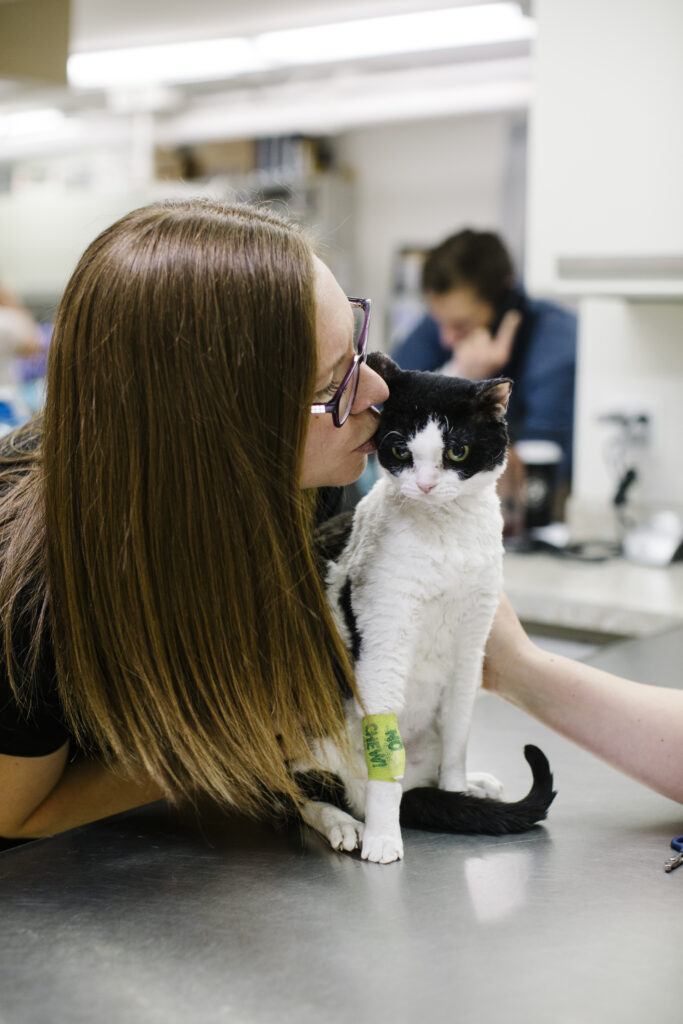Pet Allergies