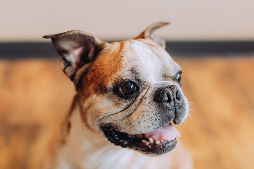Teeth Cleaning