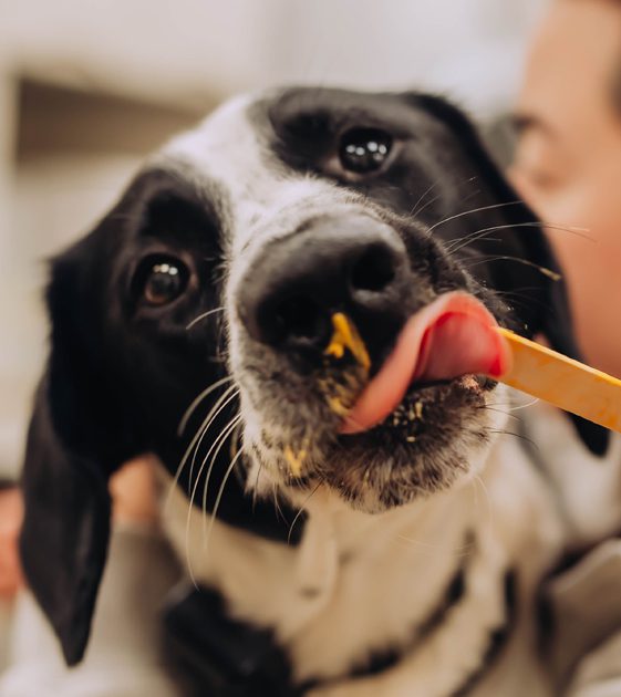 Dog Licking Peanut Butter Off Tongue Depressor