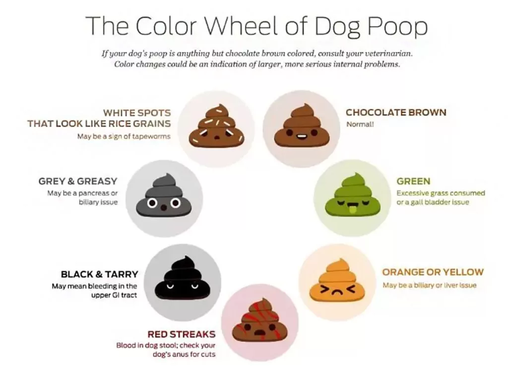 The Color Wheel of Dog Poop