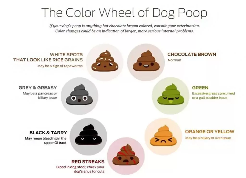 What s The Scoop on Dog Poop in St. Paul MN St. Paul Pet Hospital