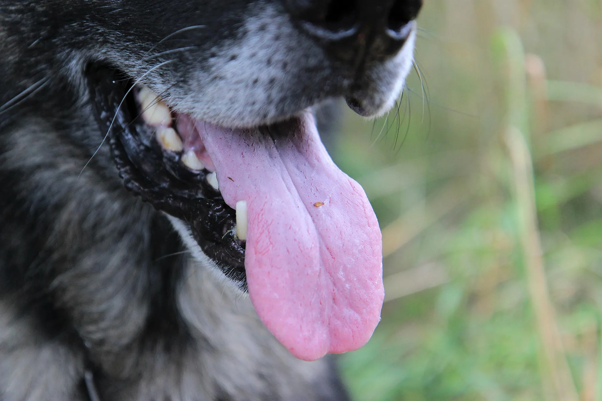 close up of dog breathing through mouth