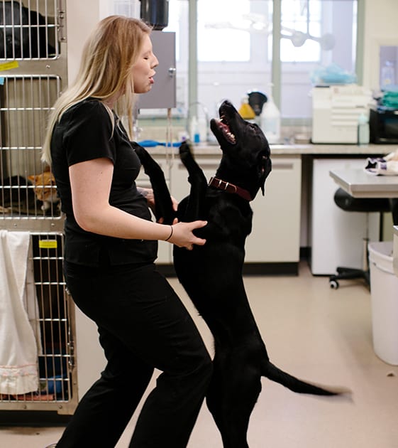 dog surgeries in st. paul, mn