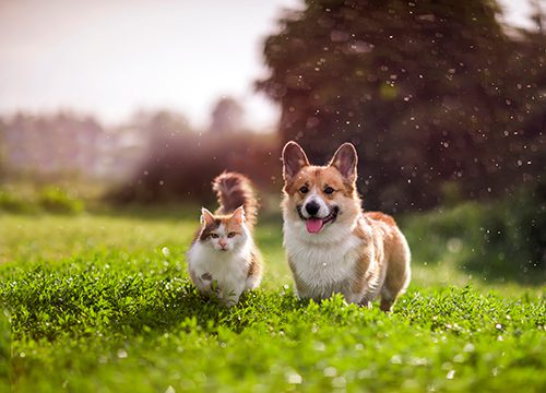 Cats and store dogs playing