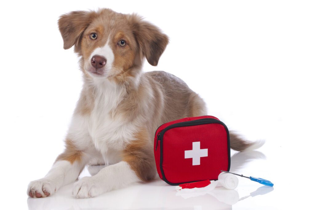 Australian shepherd puppy with first aid kit
