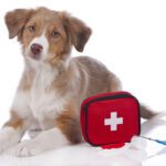 Australian shepherd puppy with first aid kit