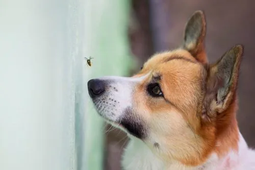 dog stung by bee 2