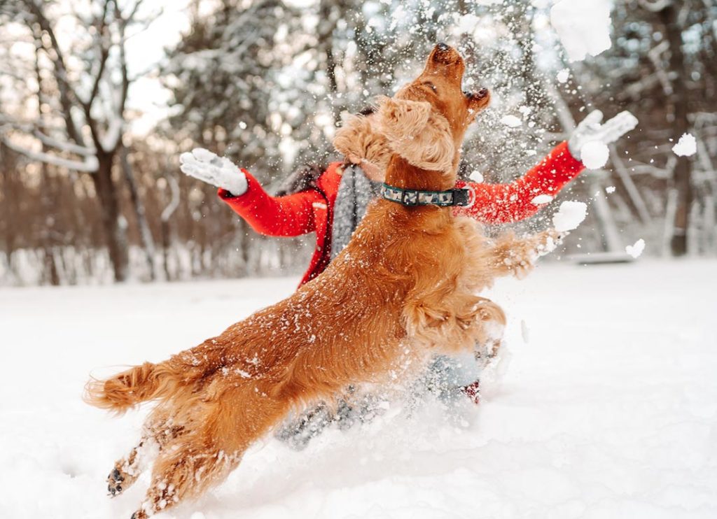 golden retreiver playing in the snow