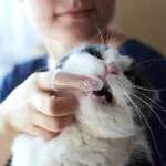 woman brushing cat's teeth with finger toothbrush