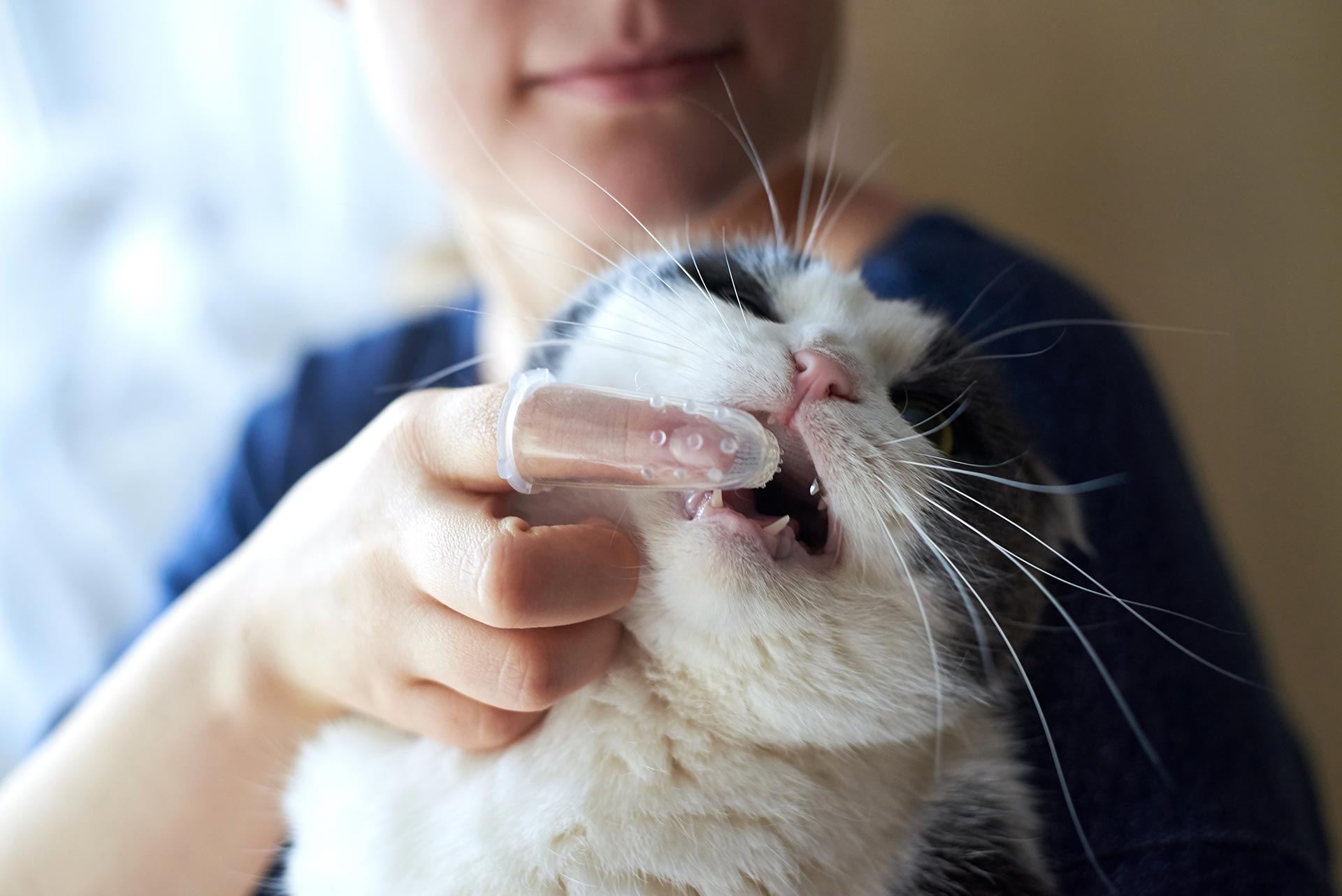 woman brushing cat's teeth with finger toothbrush