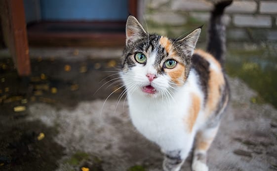 cat and dog microchip in st. paul