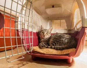 relaxed cat in carrier